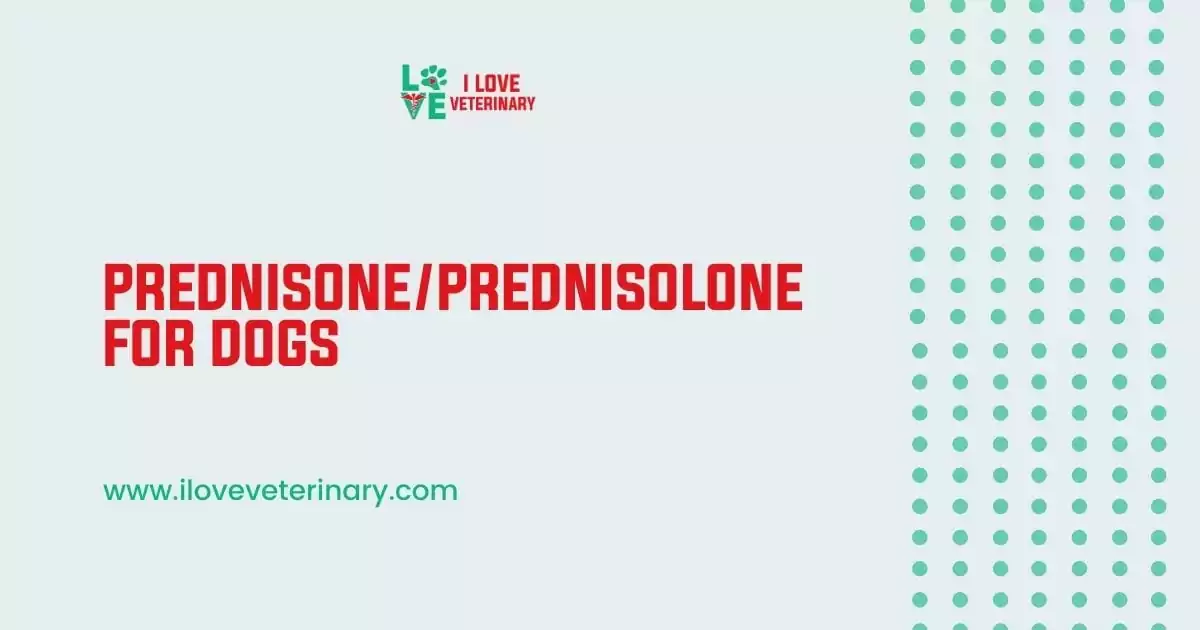 Prednisone/Prednisolone for Dogs - I Love Veterinary