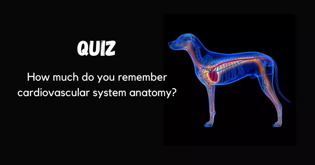 How much do you remember cardiovascular system anatomy? quiz by I Love Veterinary