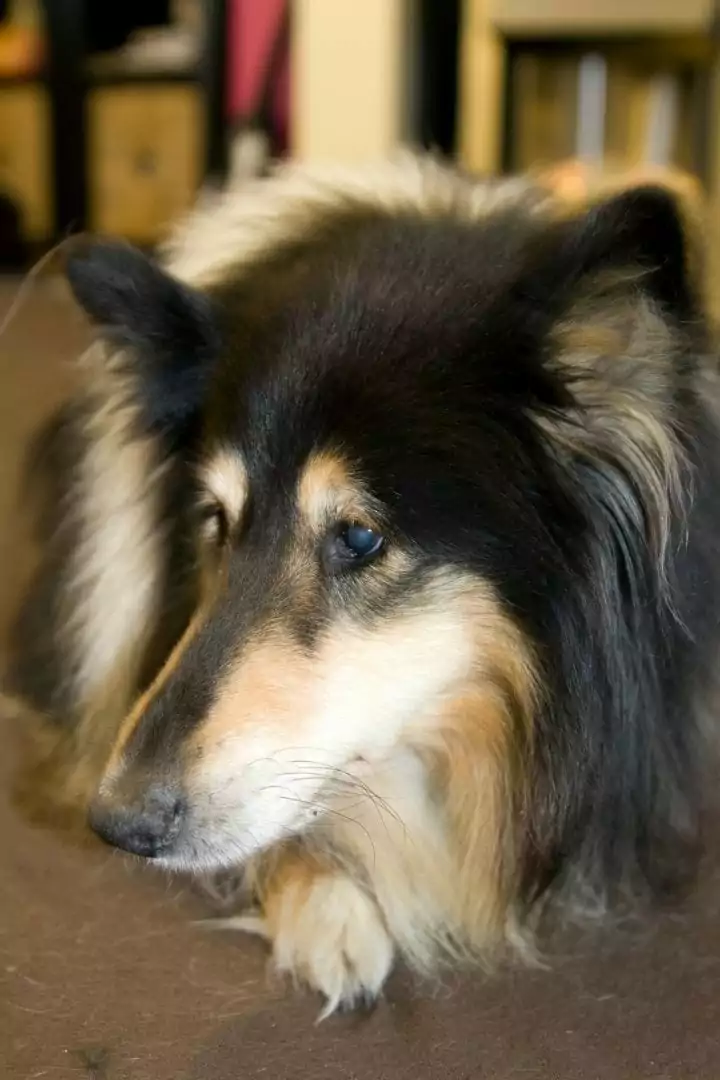 Rough collie with glaucoma, Glaucoma in dogs - I Love Veterinary