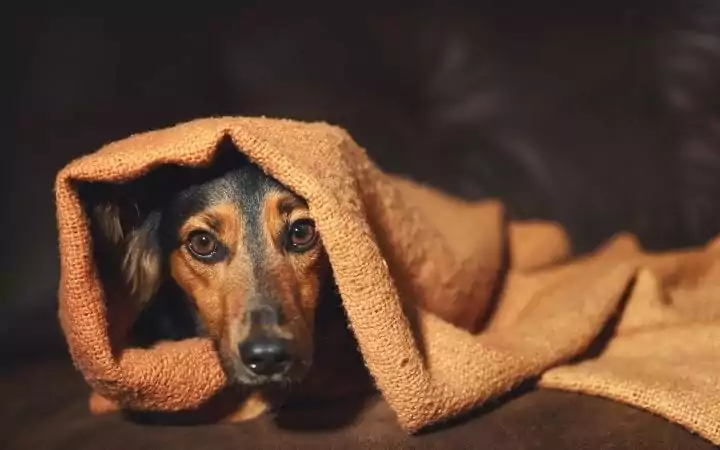 Scared dog under blanket, Melatonin for Dogs_ Uses, Benefits and Side Effects - I Love Veterinary