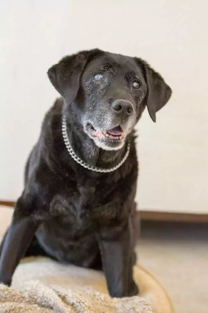 Senior Black Labrador with cataracts, Cataracts in Dogs - I Love Veterinary