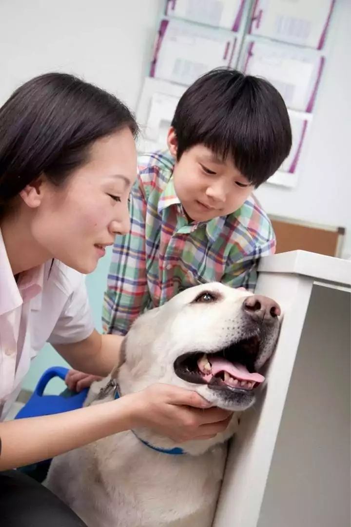 Veterinarian ophthalmologist examines the dog, Cataracts in Dogs - I Love Veterinary
