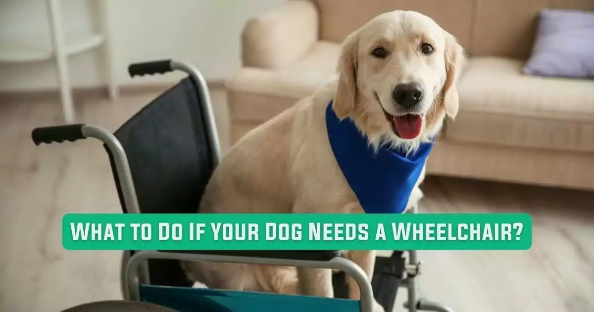 What to Do If Your Dog Needs a Wheelchair - I Love Veterinary Medicine