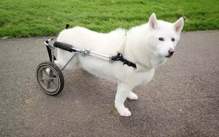 White dog in dog wheelchair, What to Do If Your Dog Needs a Wheelchair - I Love Veterinary