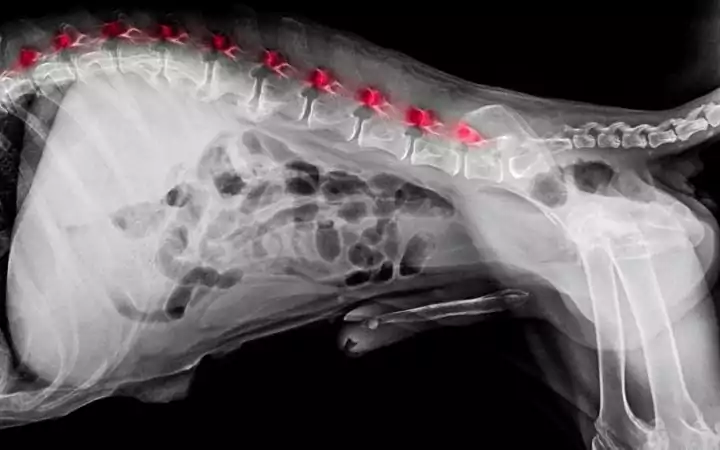 X-ray of dog with Intervertebral Disc Diseases, What to Do If Your Dog Needs a Wheelchair - I Love Veterinary