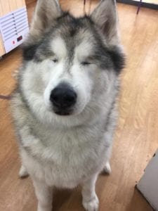 Malamute, after enucleation (removal of the eyes), Glaucoma in dogs - I Love Veterinary