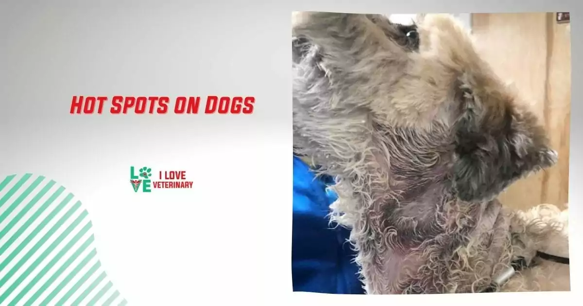 Hot Spots on Dogs - I Love Veterinary