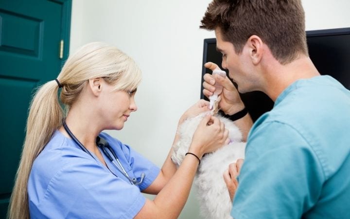 Vet techs administrating ear drops to dog, You Might Be a Vet Tech If_When… - I Love Veterinary