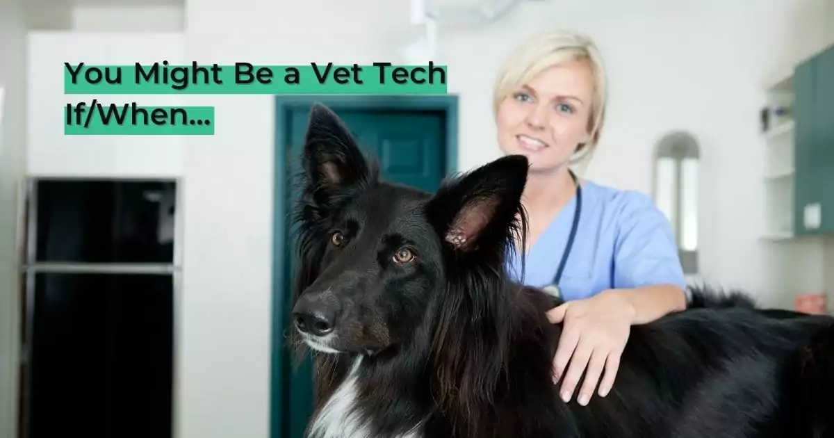 You Might Be a Vet Tech If/When… - I Love Veterinary