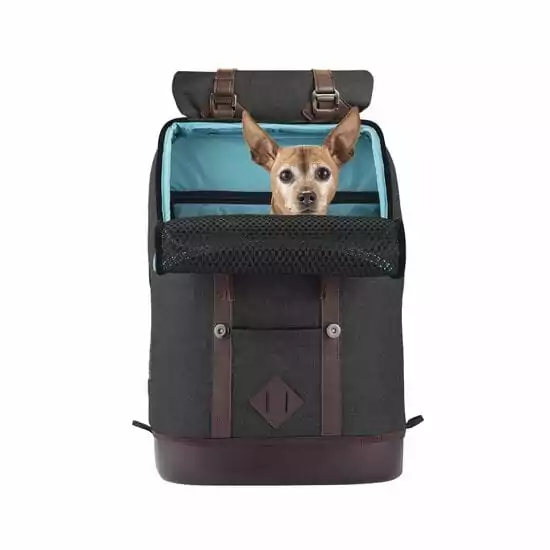 K9 Rucksack dog backpack review by I Love Veterinary