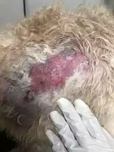 Dog on examination because of the hot spot, Hot‌ ‌Spots‌ ‌on‌ ‌Dogs‌ - I Love Veterinary