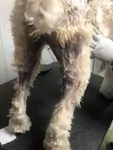 Legs of the dog that has hot spots, Hot Spots on Dogs - I Love Veterinary