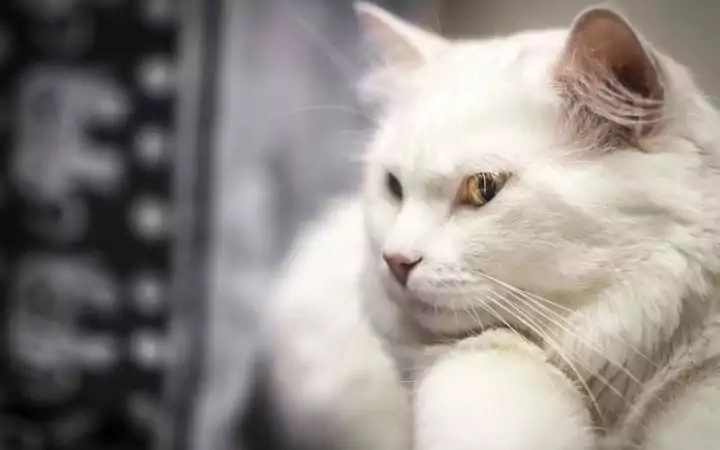 Albino cat, Albino Cat Vs. White Cat - Knowing The Difference - I Love Veterinary