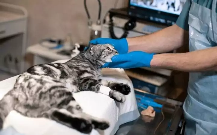 Anesthesiologist prepares cat for a surgery, Diagnosing and Treating Horner's Syndrome in Cats - I Love Veterinary