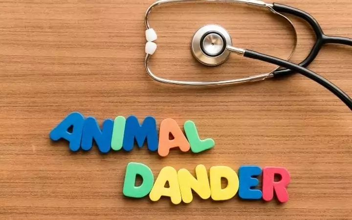 Animal dander, Cat Dandruff - I Love Veterinary