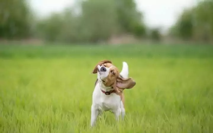 Beagle shaking his head, Why Is My Dog Shaking? When Shake Rattle and Roll Is Not Good - I Love Veterinary 