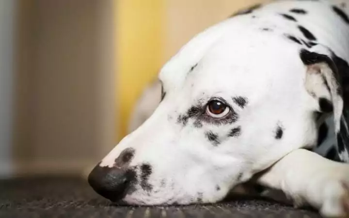 Bored dog, Dissecting Lick Granuloma - I Love Veterinary