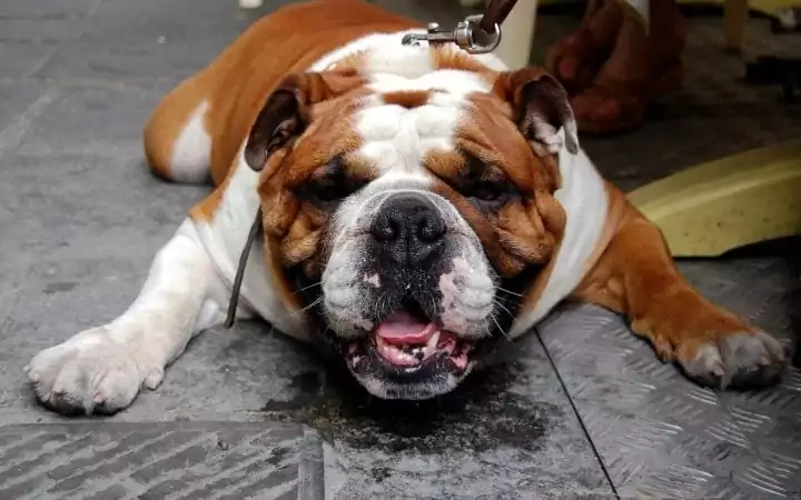 Bulldog drooling, Why Is My Dog Shaking? When Shake Rattle and Roll Is Not Good - I Love Veterinary
