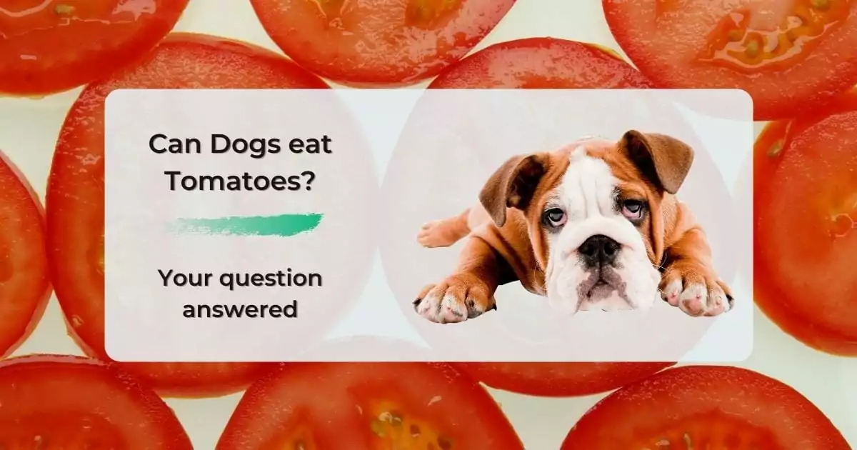 Can Dogs eat Tomatoes? Your question answered - I Love Veterinary