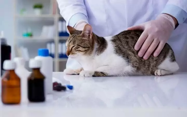 constipated white and brown striped cat receiving treatment from a vet