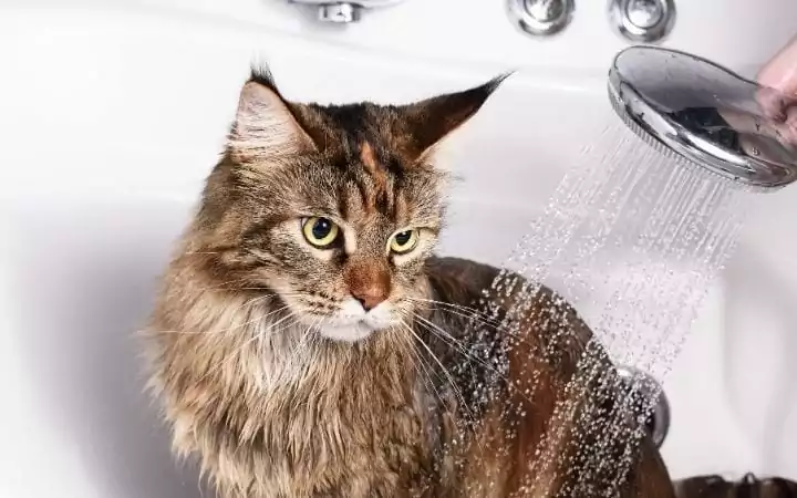 Cat bath, Eeeuw! My Cat Has Dandruff - I Love Veterinary