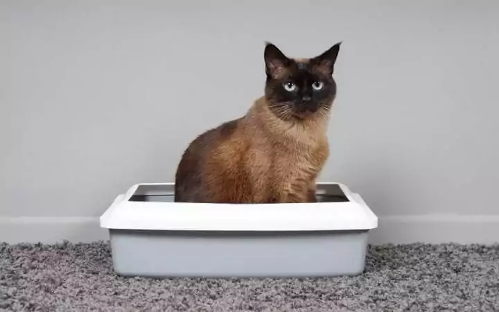 Cat in litter box, Dealing with Chronic Diarrhea in Cats - I Love Veterinary