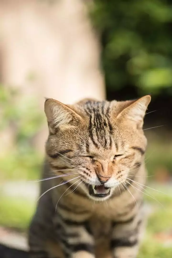 Cat sneezing, Lysine for Cats - What You Need to Know - I Love Veterinary