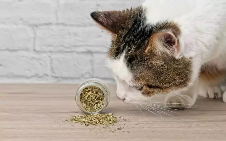Cat sniffing dry catnip, Lysine for Cats - What You Need to Know - I Love Veterinary