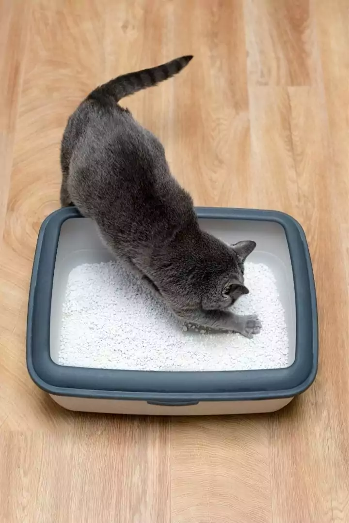 Cat using litter box, Dealing with Chronic Diarrhea in Cats - I Love Veterinary