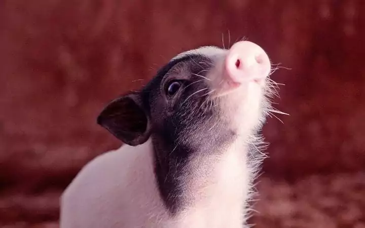 Cute pig, A Comprehensive guide about the things you weren't told before you got a pet pig - I Love Veterinary