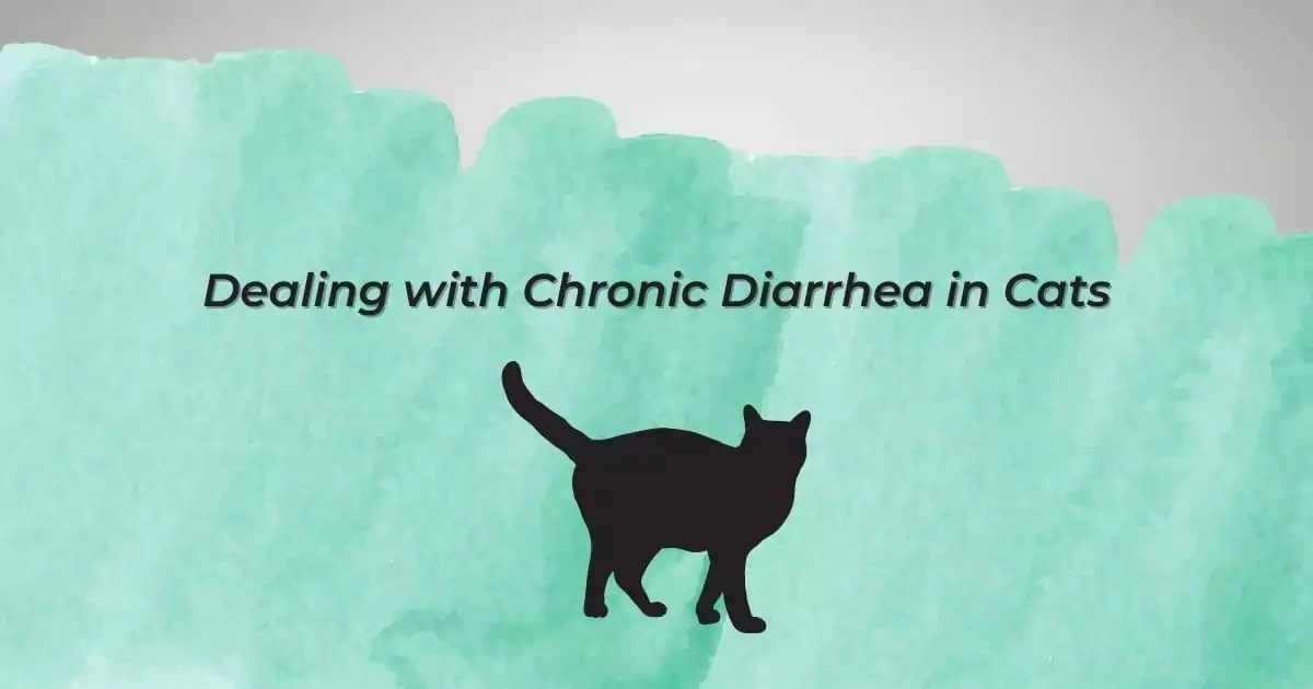 Dealing with Chronic Diarrhea in Cats - I Love Veterinary