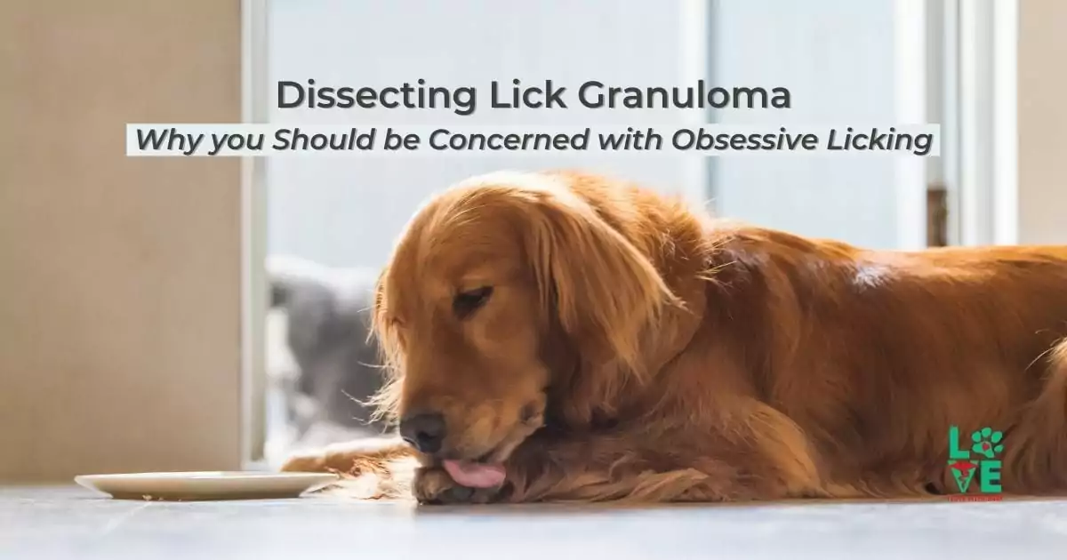 Dissecting Lick Granuloma Why you Should be Concerned with Obsessive Licking - I Love Veterinary