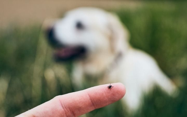 Dog and tick, Anaplasmosis in Dogs: Accurate Diagnosis, Treatments and More - I Love Veterinary