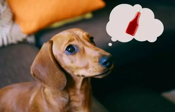 Dog asking for ketchup, Can Dogs eat Tomatoes? I Love Veterinary
