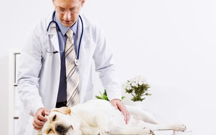 Dog at vet, Cefpodoxime for Dogs - Benefits, Dosage, and Precautions - I Love Veterinary