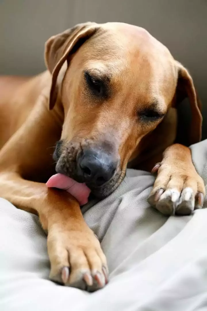 Dog licking his paw, Dissecting Lick Granuloma - I Love Veterinary