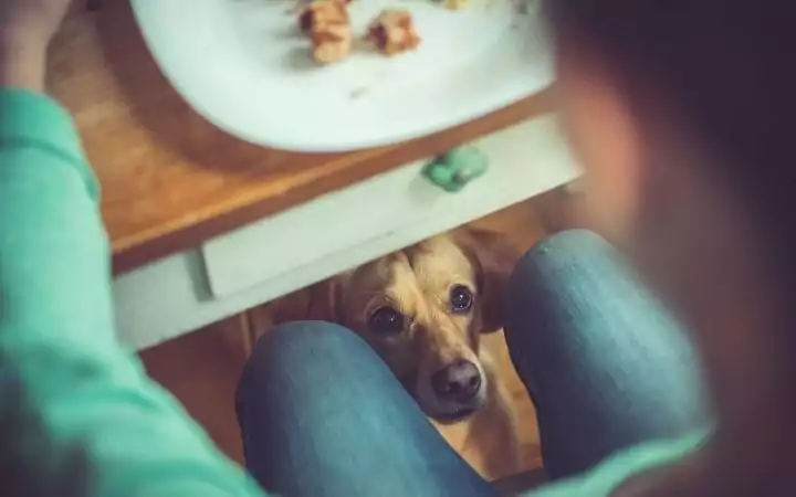 Dog under the table, Can Dogs eat Tomatoes? I Love Veterinary