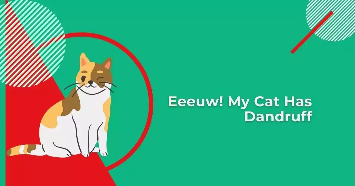 Eeeuw! My Cat Has Dandruff - I Love Veterinary