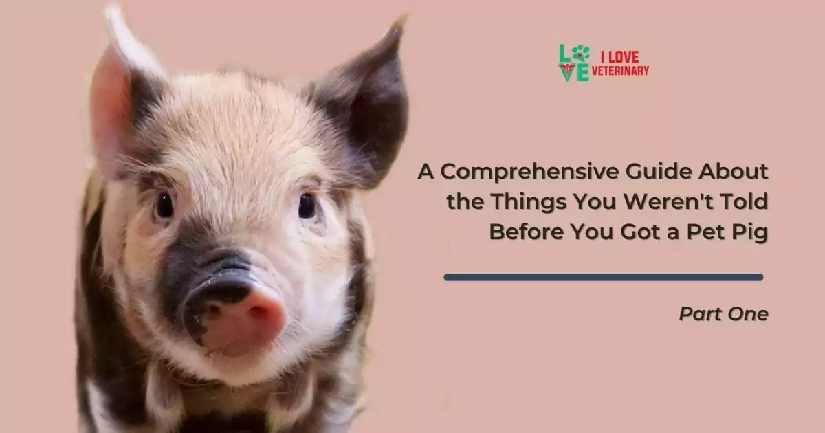 A Comprehensive guide about the things you weren't told before you got a pet pig Part one - I Love Veterinary