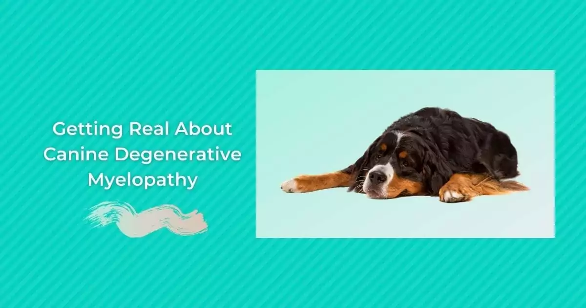Getting Real About Canine Degenerative Myelopathy - I Love Veterinary
