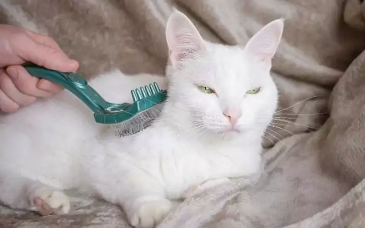 Grooming cat, Eeeuw! My Cat Has Dandruff - I Love Veterinary