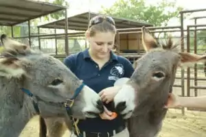 Donkeys, America’s Teaching Zoo at Moorpark College, Vet Clinic Of the Week - I Love Veterinary