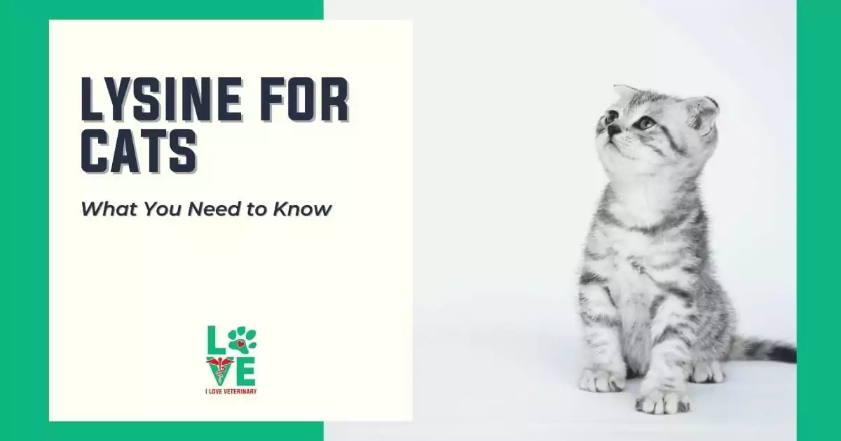 Lysine for Cats - What you need to know - I Love Veterinary