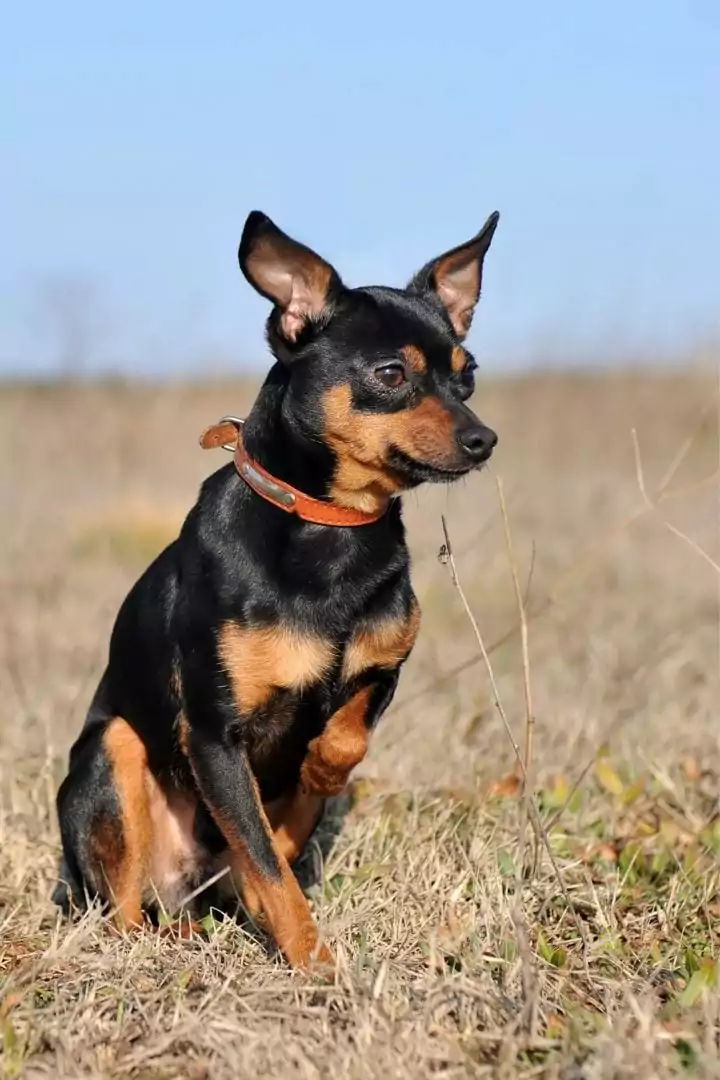Miniature Pinscher, Why Is My Dog Shaking? When Shake Rattle and Roll Is Not Good - I Love Veterinary