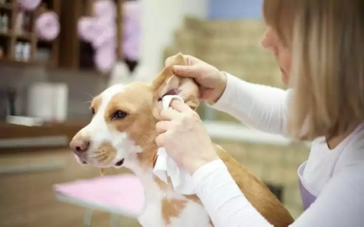 Owner cleaning dog's ear, The Scoop on Dog Ear Cleaner - I Love Veterinary