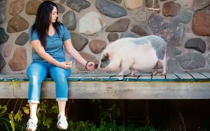 Pet pig training with and owner,A Comprehensive guide about the things you weren't told before you got a pet pig - I Love Veterinary 