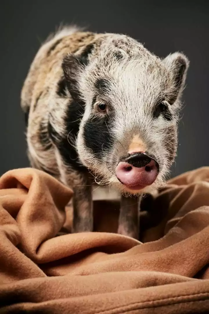 Pig and blanket, A Comprehensive guide about the things you weren't told before you got a pet pig, part one - I Love Veterinary