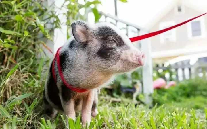 Piglet on the leash, A Comprehensive guide about the things you weren't told before you got a pet pig Part One - I Love Veterinary