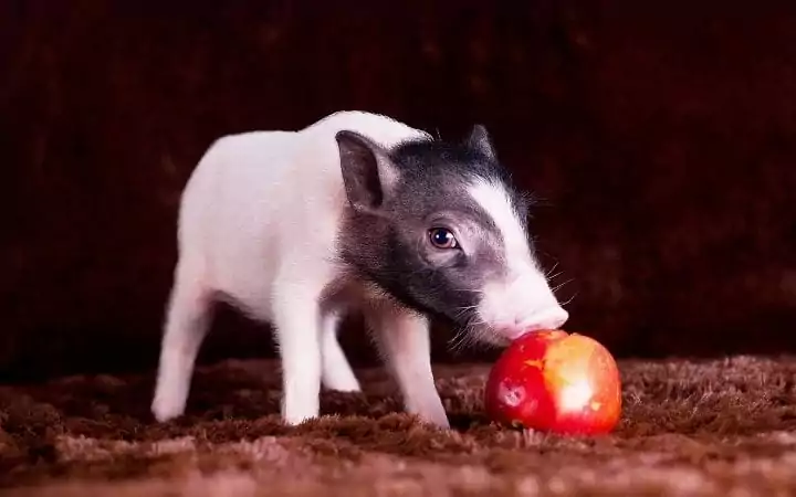 Piglet eating apple, A Comprehensive guide about the things you weren't told before you got a pet pig - I Love Veteiranary