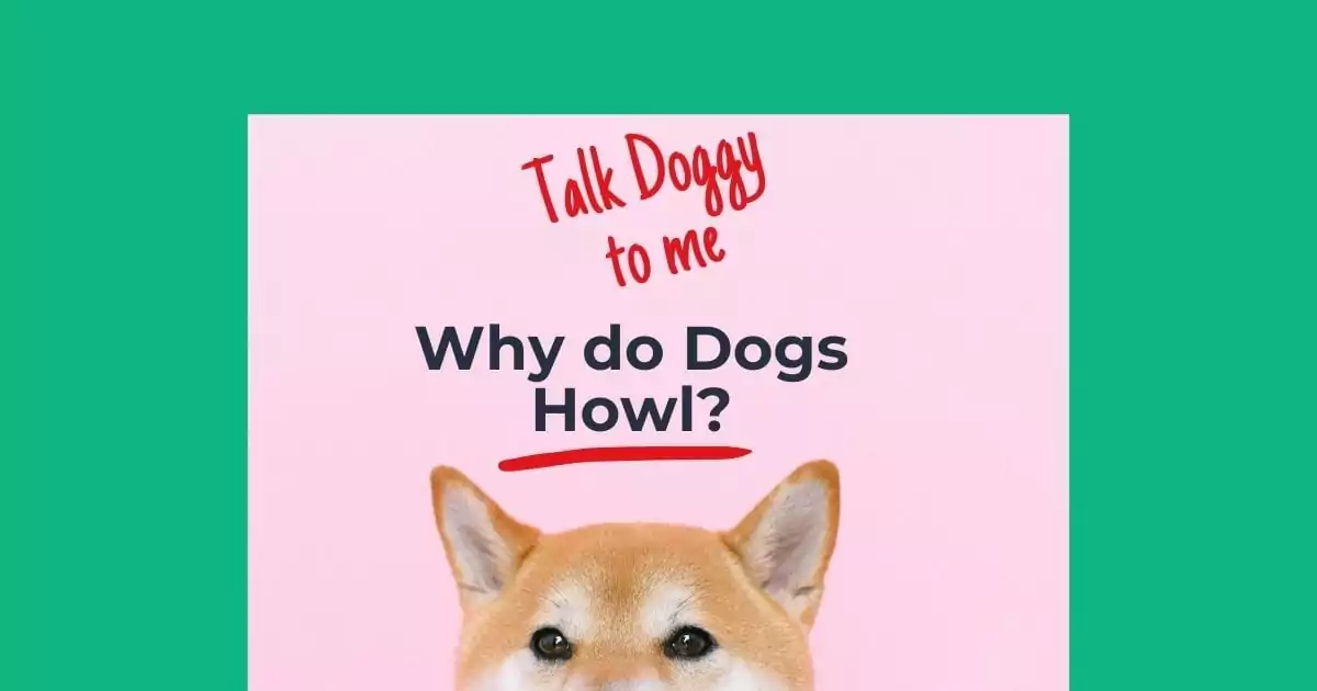 Talk Doggy to me- Why do Dogs Howl - I Love Veterinary
